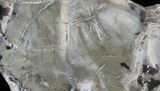 Triassic Petrified Wood (Woodworthia) Slab - Arizona #28257-1